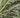 Silkworm 2nd instar