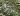 Silkworms