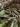 Silkworms