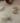 Silkworms