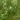 Mulberry tree